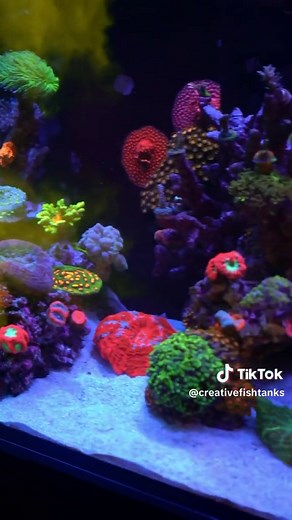 Amazing coral reef😍 #fyp #aquascape #saltwatertank #saltwateraquarium #saltwaterfishtank #coralreeftank #dream #colorfulfish #aquariumhobby #aquariumcheck #fishtanksoftiktok #reeftank #coral #feedingtime #marinetank #magicpotion #foryou