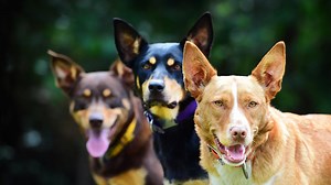 How to train a working farm dog