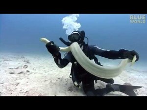 Diver Catches Venomous Sea Snake!