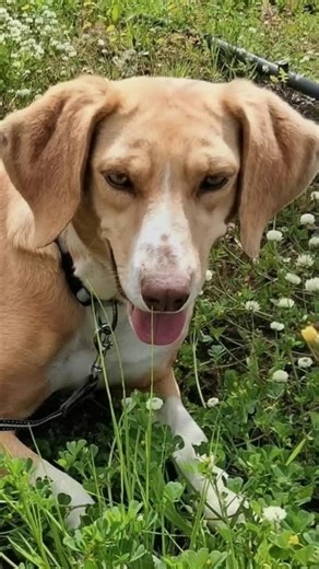 Shy Rescue Dog Needs a Patient Home 💛 Meet Shiva (UK Adoption)