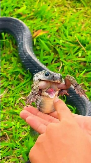 How do snakes swallow large prey? #shorts