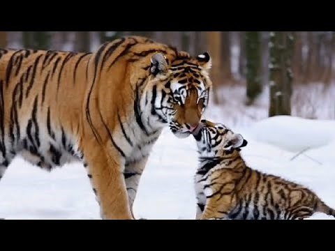 Heartwarming Moment: Siberian Tiger Walks & Plays with Adorable Baby Cub | Must-Watch!