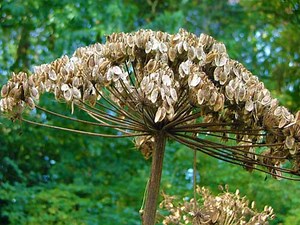 Giant Hogweed: Horror Flick for the Summer Landscape