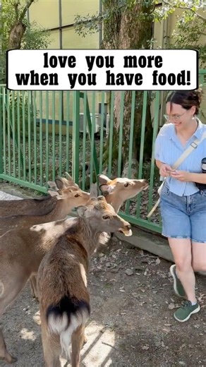 These Deer in Nara can Get Aggressive! #shorts