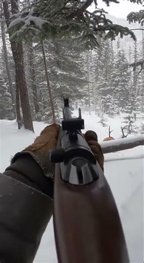Bull Elk Explodes Through Timber - ONE SHOT