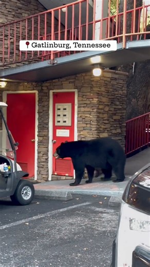 Bear wants to know if it’s check in time at Zoder's Inn in Gatlinburg. #bears #bear #blackbear #gatlinburg #tennessee #smokies 📸 Heartie Marie | Smoky Mountain Faith, Food & Fun