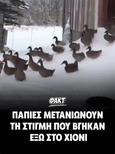 🦆 Ένα βίντεο που δείχνει πάπιες να μετανιώνουν τη στιγμή που βγήκαν έξω στο χιόνι έγινε viral! #viral #news