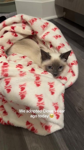 Clove had a rough start to life. At around 2 months old, she was found all alone in a pile of snow. She was frostbite and anemic, and she was so sad 😭😭 they luckily made the decision to give her a chance and she started to lighten up with a foster!! It took her a LONG time to get used to her new life (and Raisin) but she is fully adjusted and very happy now 🥰 #adoptdontshop #rescue #kitten #siamesecat #tinycat