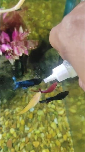 Betta Fish Hand Feeding training