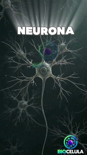 Cómo viaja un mensaje dentro de tu cerebro