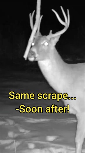 RIGHT NOW Is A Great Time For Mock Scrapes #mockscrape #deerhunting