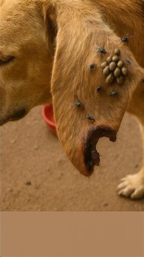 Animal Rescuers Rescued Dog infested by Parasites #dogrescue #dog #animalrescue