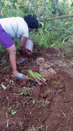 Here’s a simple, clear guide on how to plant onions in your kitchen garden: 🌱 How to Plant Onions in a Kitchen Garden 1. Choose the right type Use onion seedlings or small onion sets (bulbs). 2. Prepare the soil Soil should be loose, well-drained, and rich in compost. Add manure or kitchen compost for fertility. 3. Make rows Create shallow rows about 15–20 cm apart. 4. Plant the seedlings Space each seedling 8–10 cm apart. Plant them just deep enough to cover the roots—don’t bury too deep. 5. W