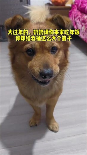 Cute Pup Xiaobao: The Babyish Dog's Mischievous Adventures