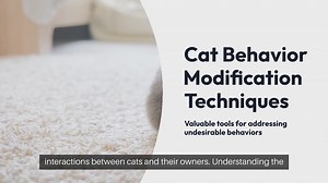 Cat Behavior Modification Techniques