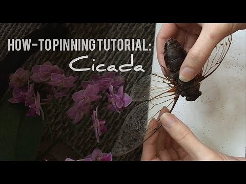 How-To Pin a Cicada