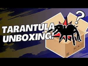 Tarantula & Spider Unboxing | New Tarantulas & Invertebrates From TheSpiderShop | Spooderpods