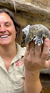 27K views · 763 reactions | Join me at the Reptile Zoo as I showcase...