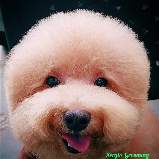 Melayani grooming panggilan ke rumah area jakarta, bintaro dan sekitarnya. #groomingpanggilanjakarta #poodle #doglover #Grooming
