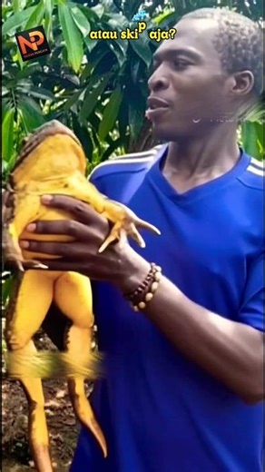 “Frog Farm! Just Found Out Why It’s Called ‘River Chicken’…” 🐸💦 #ViralShorts #FrogFarm