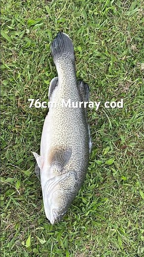 76cm Murray cod on cheese! #bigfish #catchbigfish #fishingtechniques #helpmemakethismakesense