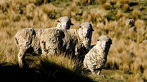 Merino wool – the natural high-tech fibre with guaranteed comfort
