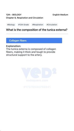 Biology 12th Respiration Circulation Tunica Externa Composition