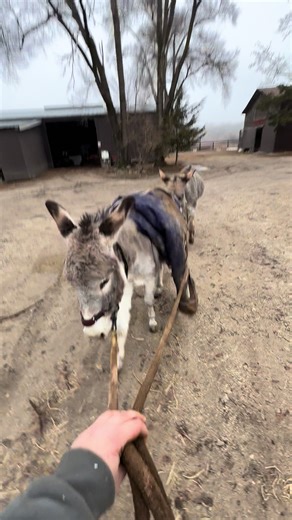Mojo the Caring Donkey: A Heartwarming Sibling Moment