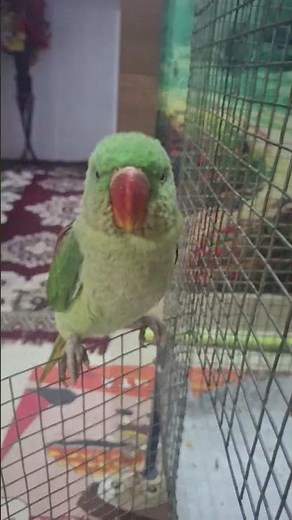 TRUE GURMAT EXPRESS is live