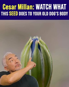 Cesar Millan, legendary dog behaviorist, explains how to understand what your dog is trying to tell you. And shares simple things you can do when your dog asks for help. See for yourself! https://rebrand.ly/MRTYCM | Cesar Millan