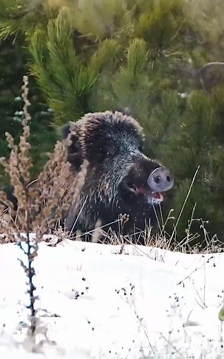 Wild Boars Caught Out in the Open 🐗