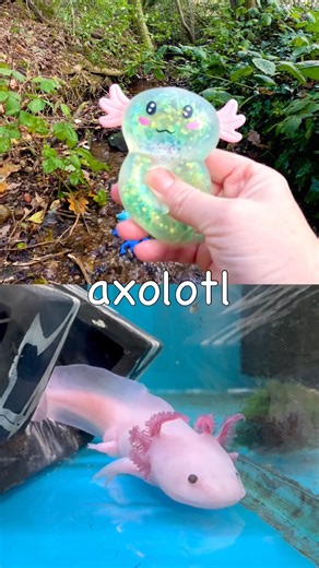 Animal Names | Kids Learn at the Stream: Gecko Rabbit Crocodile Alpaca Axolotl