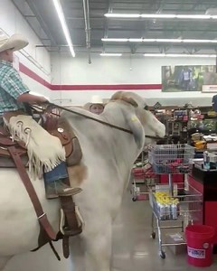 21K views · 609 reactions | Do you guys have any heifers in here?  What a chill bull! // Guy the Brahman from Facebook  // Follow Dreamy Ponies on Instagram! Instagram.com/dreamyponies | Dreamy Ponies | Facebook