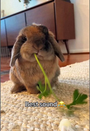 Unfortunate Bunnies: Hilarious Bunny Moments