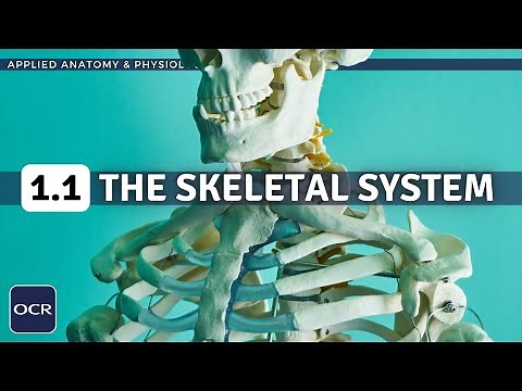 OCR GCSE PE - THE SKELETAL SYSTEM structure & function - Applied Anatomy & Physiology (1.1)