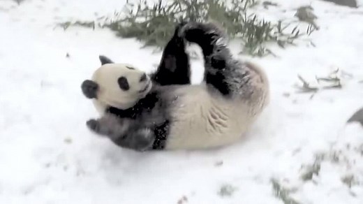 This panda rolling in the snow is having the time of his life ❄ http://cnn.it/1Omm9Oz | CNN