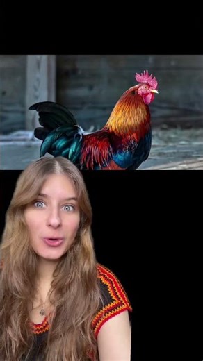 What is the connection between a poppy and a rooster? 🐔