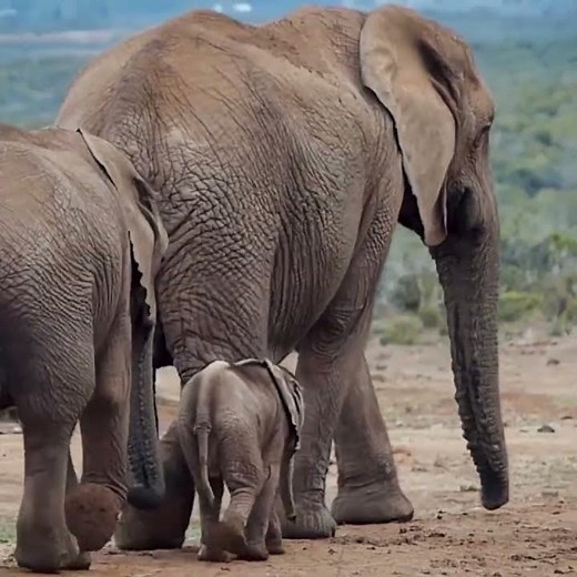 Adorable Baby Animals Compilation! Pure Cuteness Overload 🥹🐾