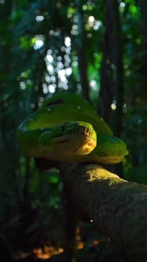 جنگل کا ایک حیرت انگیز راز: سبز سانپ 🐍✨ Hidden Beauty: A Stunning Green Snake Encounter 🐍