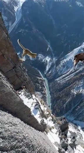 A Snow Leopard vs Ibex: Death-Defying Cliff Chase | Predator & Prey Extreme Altitude