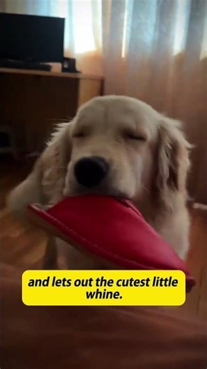 When a Golden Retriever Wants to Play