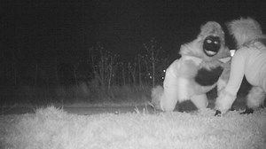 Police discover bizarre photos on park camera