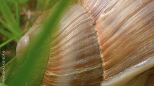 A macro close up shot of a snail shell then sliding right to the head of the snail with glistening moist skin and stalk eyes as it searches for food in the forest.