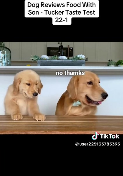 Dog Reviews Food With Son - Tucker Taste Test 22-1