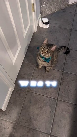 Cat Winking Compilation - Cute and Adorable Moments