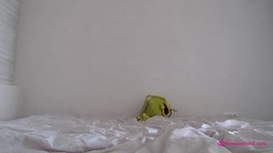 koketochka555 Chaturbate webcam recordings, Archivebate