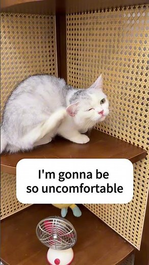 Why Is My Cat Shaking Its Head So Much?🚨