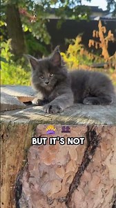 The biggest domestic cat breeds… and yes, they’re real 😼
