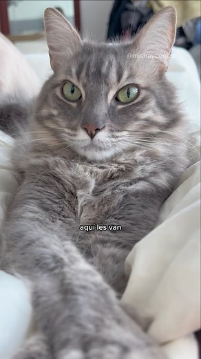 Ceniza decidió ser la mentora del mini humano🙈 | #fblifestyle #gatos #bebés #michis #mishayceniza | música: “Another day of sun” de epidemic sound | Misha y Ceniza