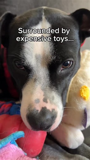 Rowdy Claude | UPDATE: Hermes FKA John Oliver is doing well. He’s currently learning: Permission for high value spots Lay down Spin Wait Leash control... | Instagram